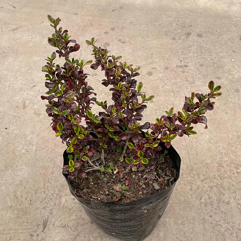 Coprosma mirror