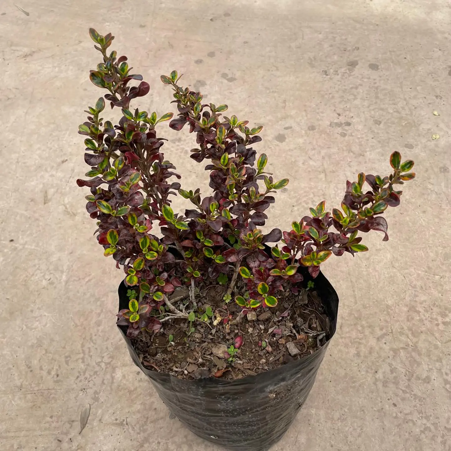 Coprosma mirror 1