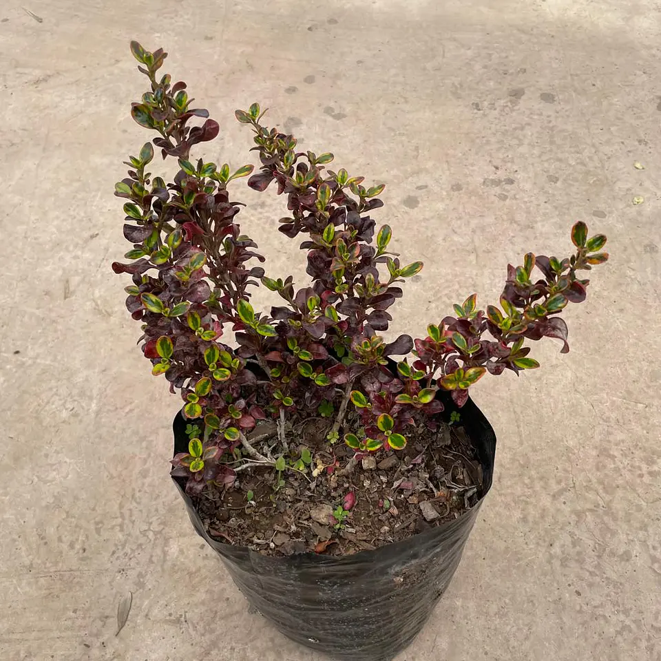 Coprosma mirror 1