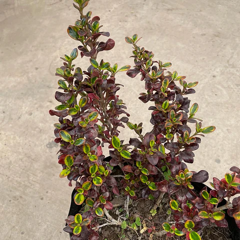 Coprosma mirror
