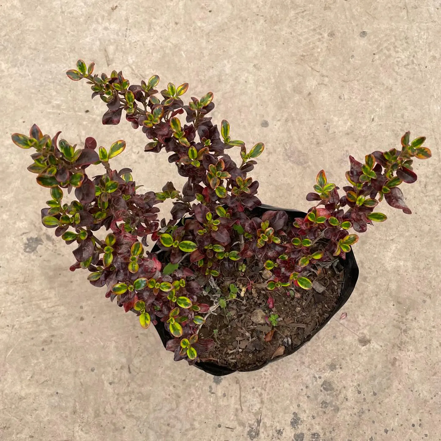 Coprosma mirror 3