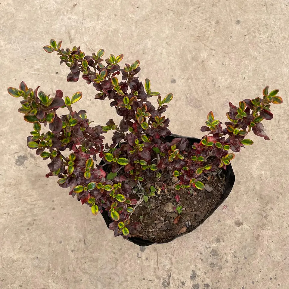 Coprosma mirror 3