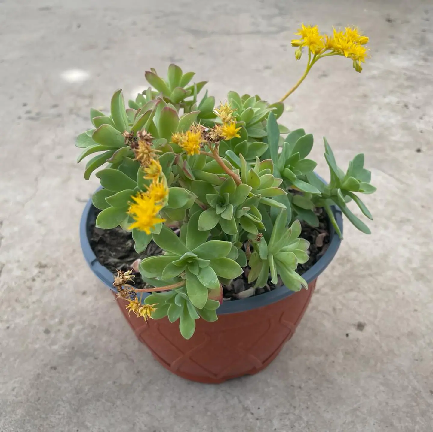 Sedum  1