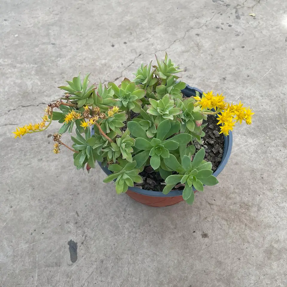 Sedum  2