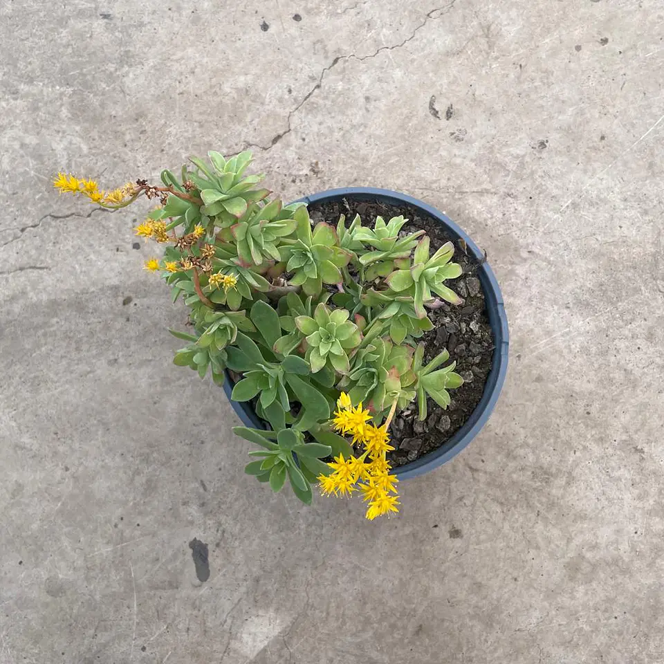 Sedum  3