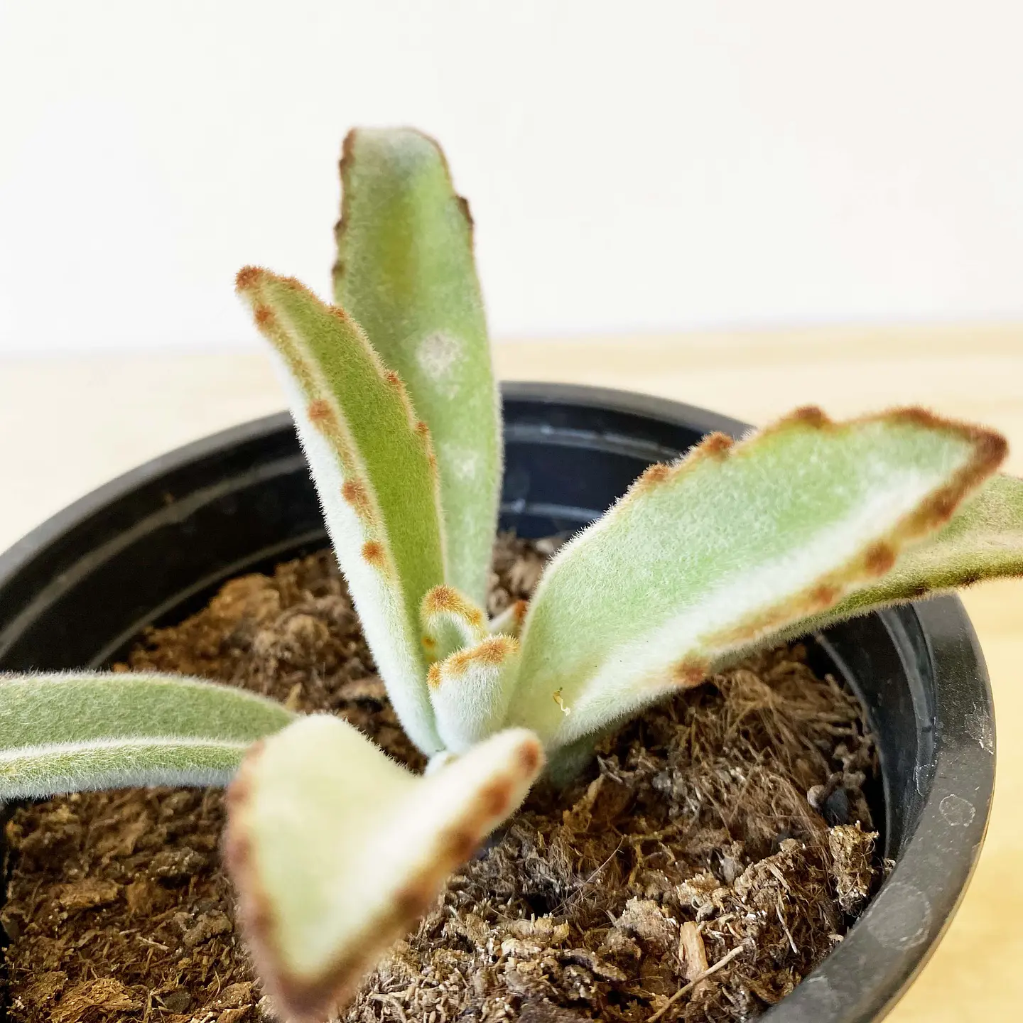 Kalanchoe Tomentosa Nigra 2