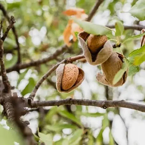 Almendro