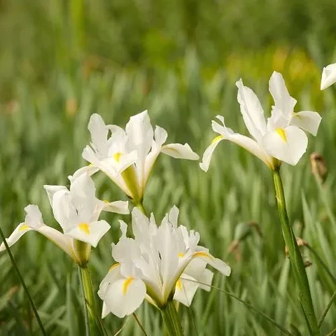 Iris Sibírica