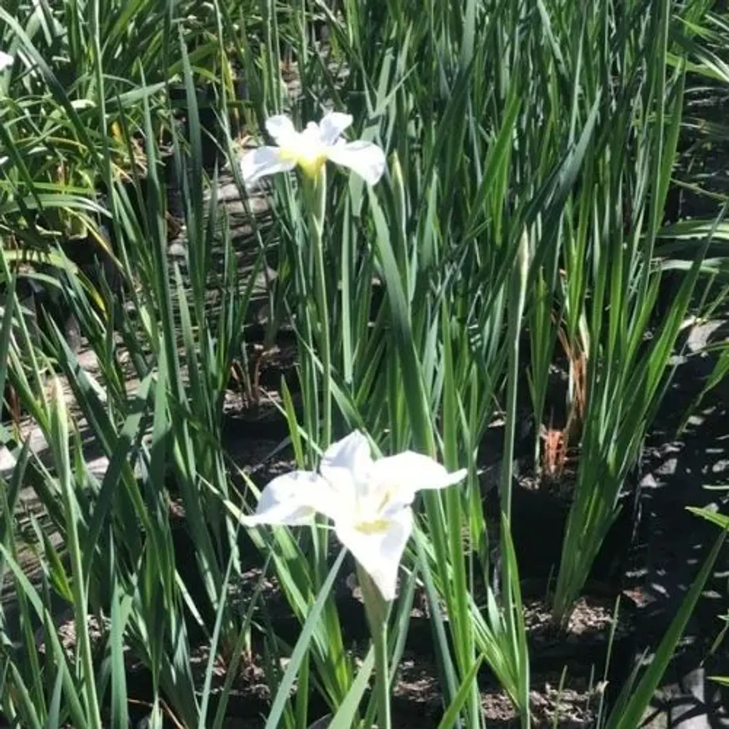 Iris Sibírica 2