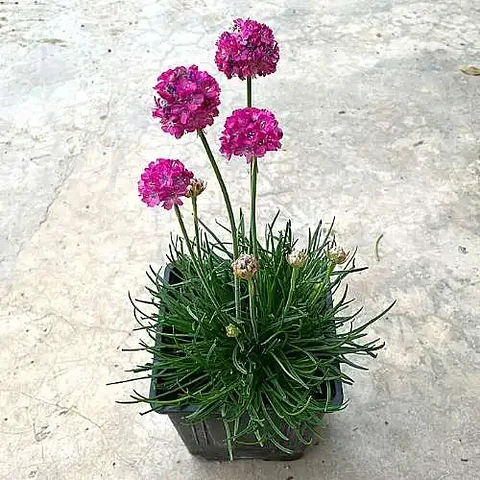 Armería marítima rosada