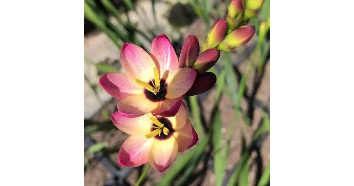 Ixia