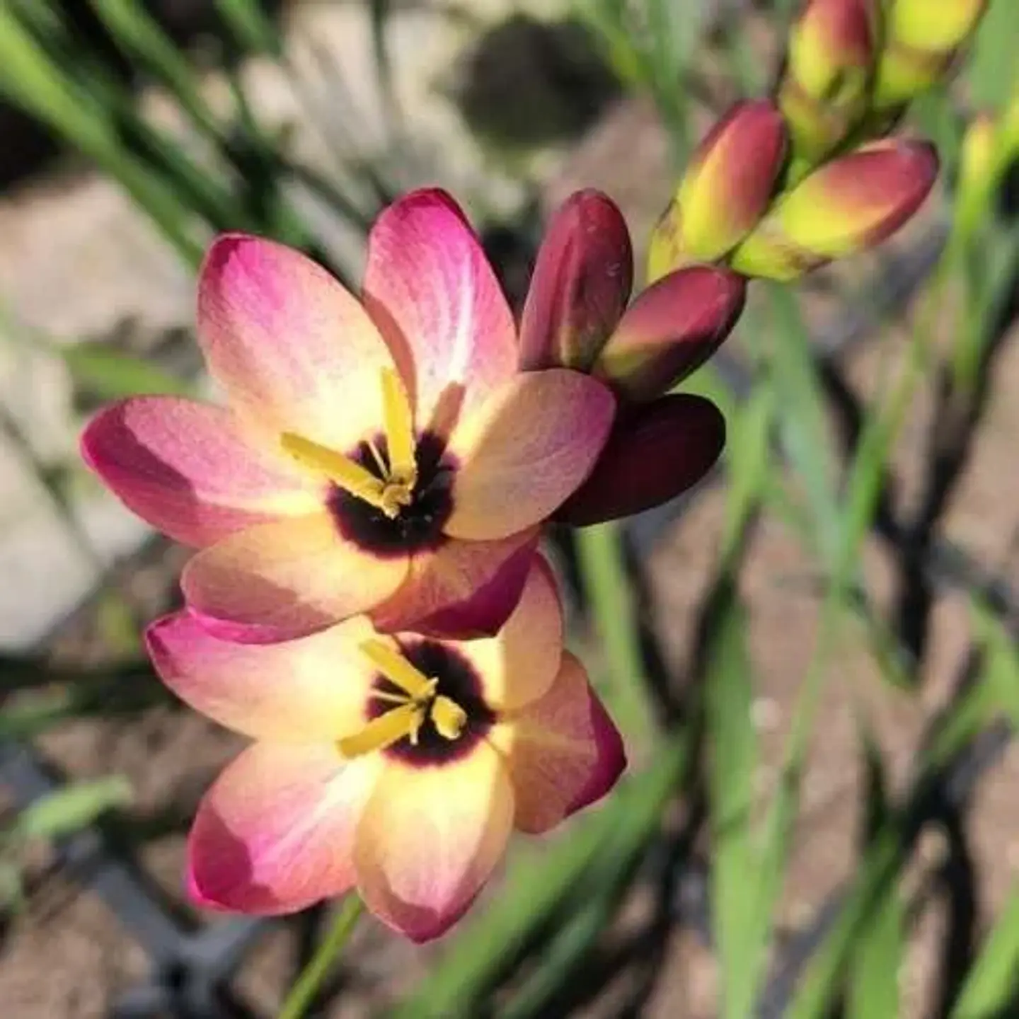 Ixia 1