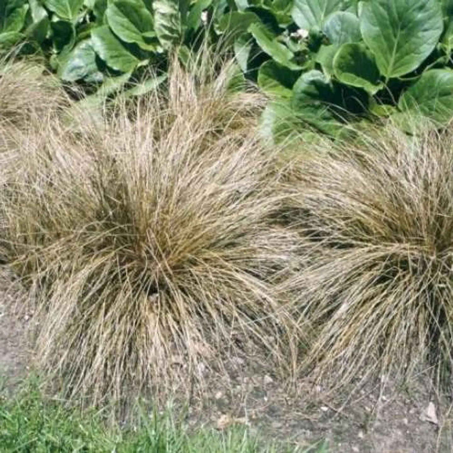 Carex bronce 1