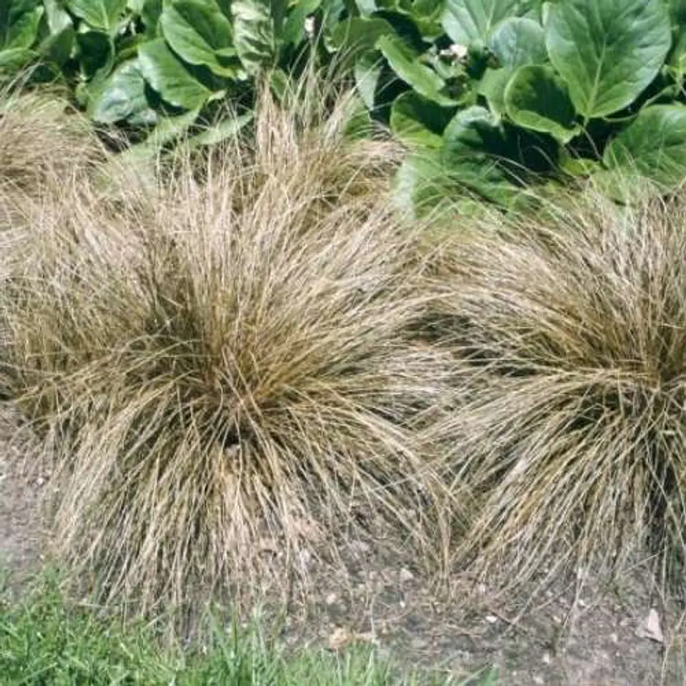 Carex bronce 1