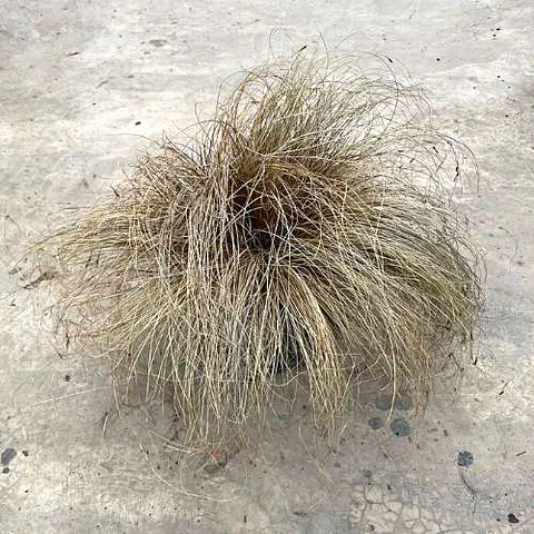 Carex bronce