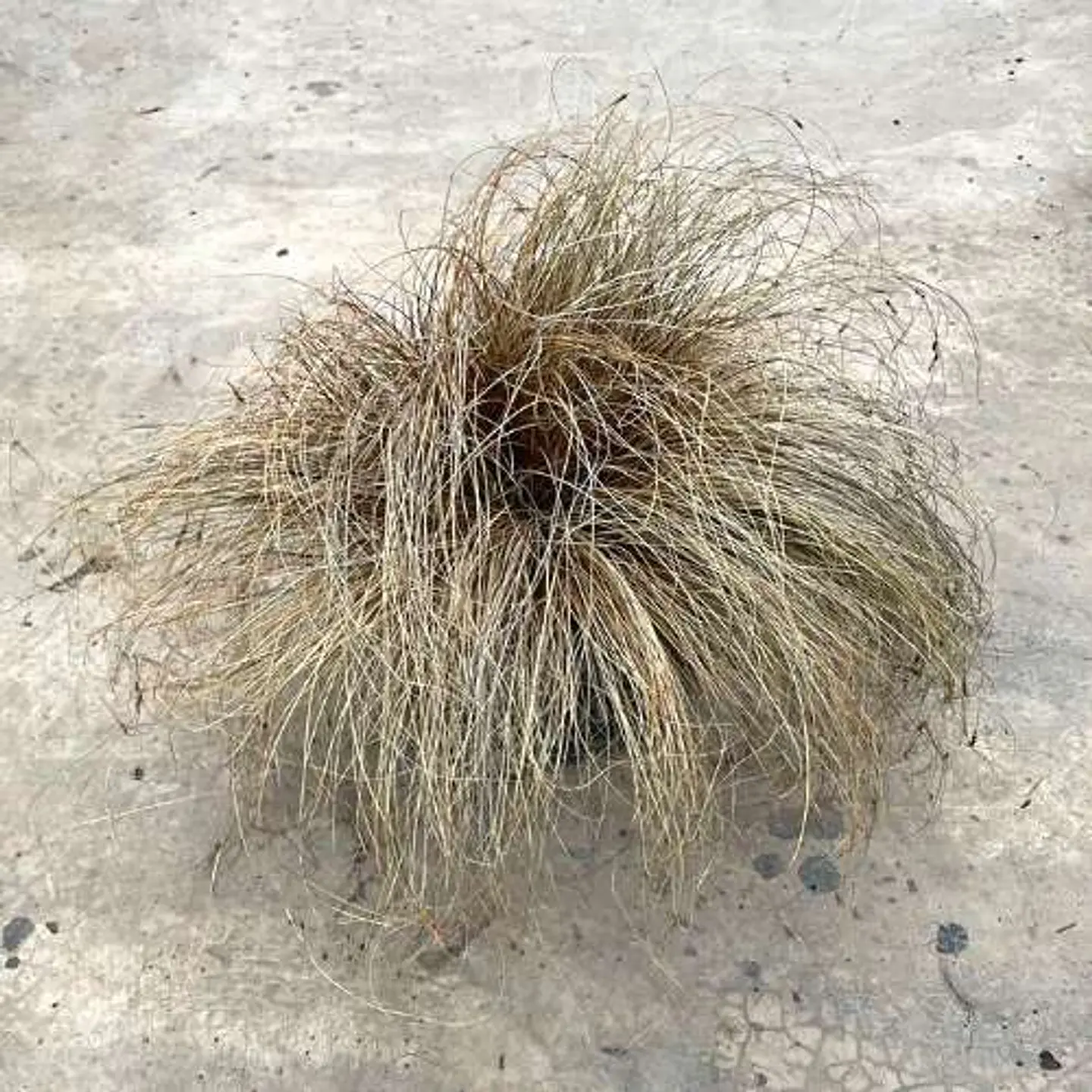Carex bronce 2