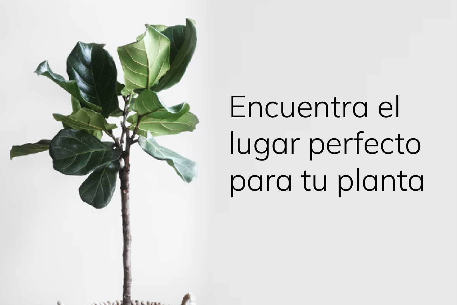 ¿Cuál será el mejor lugar para tu planta interior?