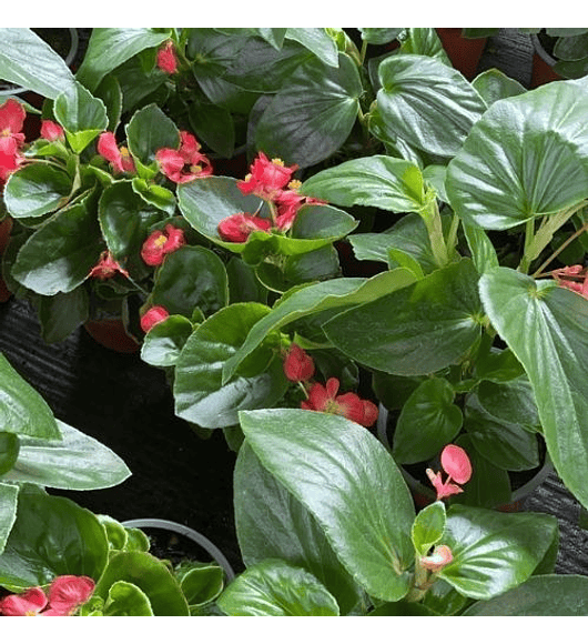 Begonia Dragon Wing