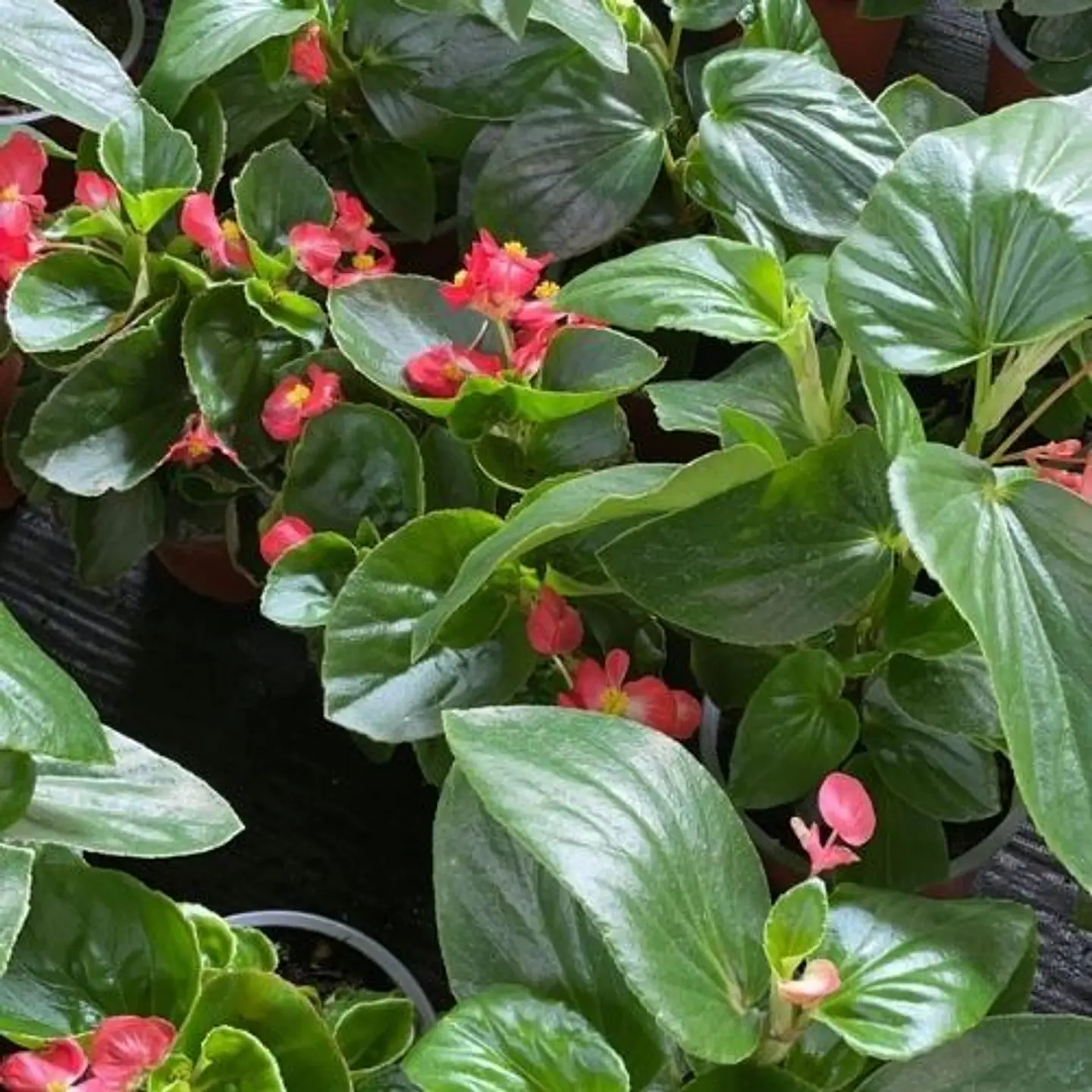 Begonia Dragon Wing 1