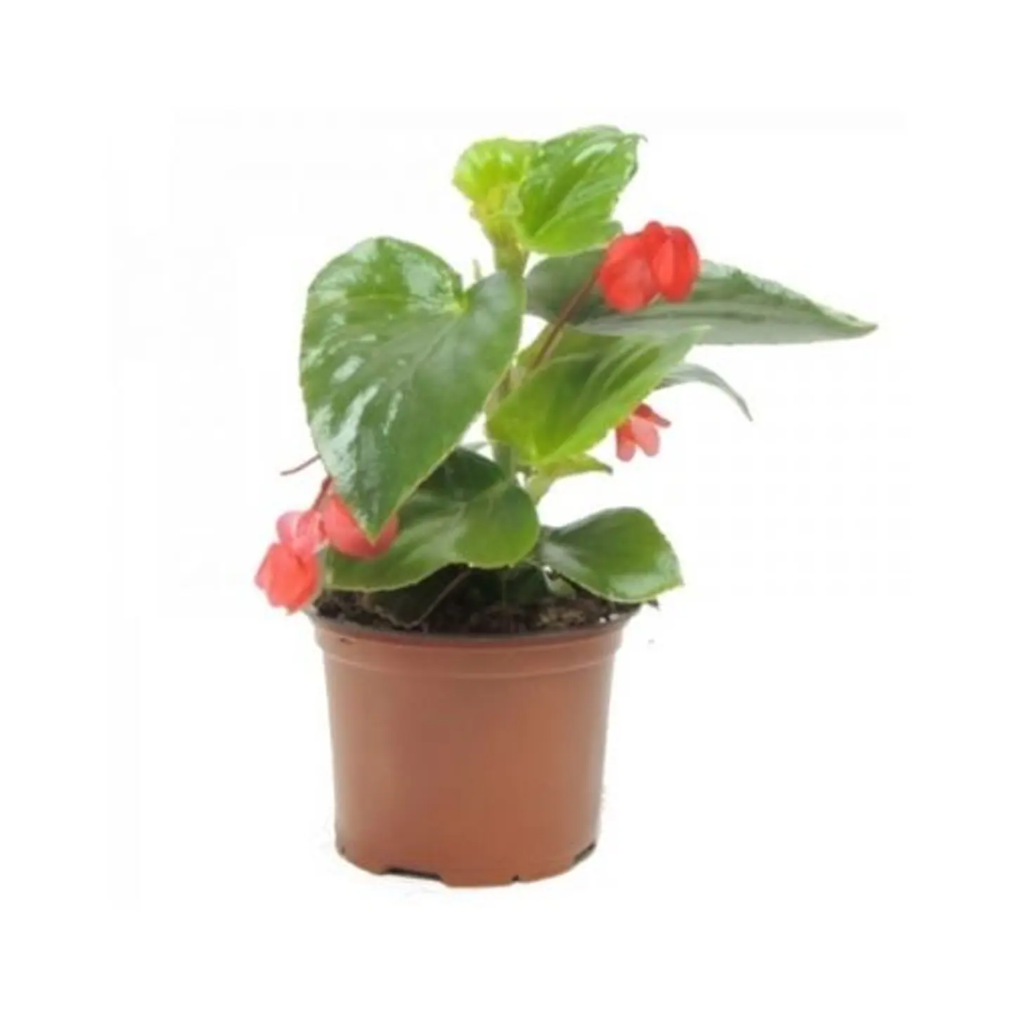 Begonia Dragon Wing 2