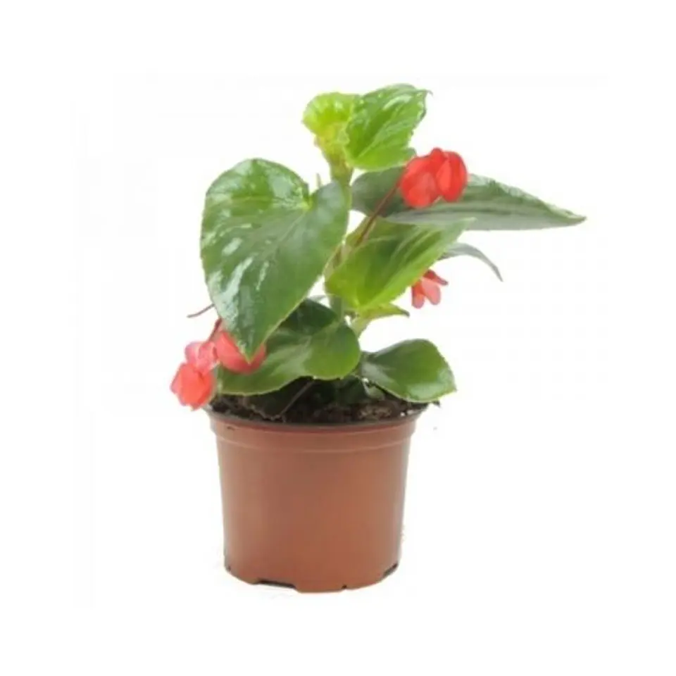 Begonia Dragon Wing 2