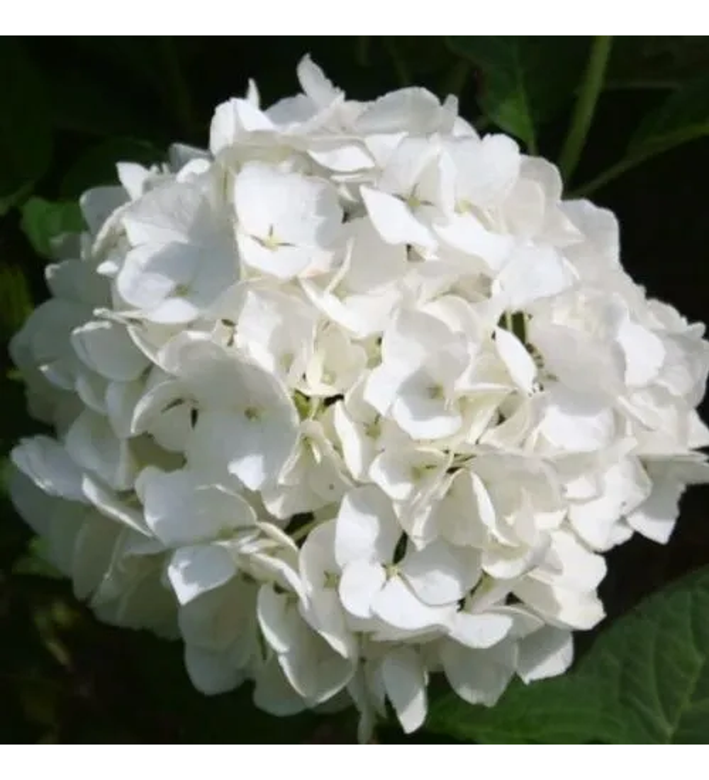 Hortensia blanca Bianco