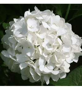 Hortensia blanca Bianco