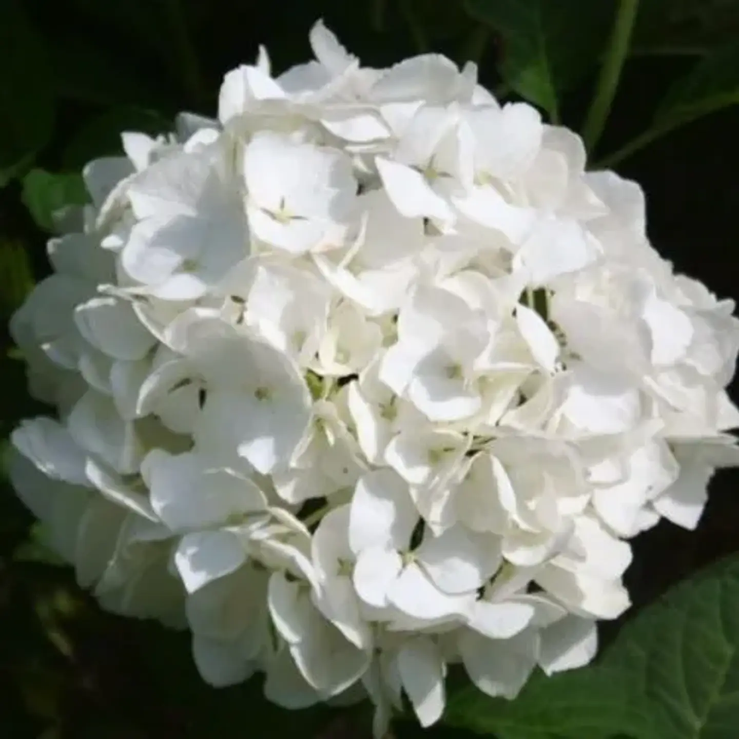 Hortensia blanca Bianco 1