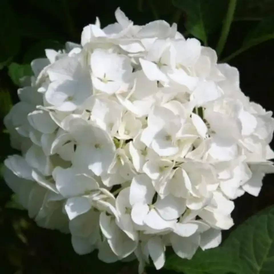 Hortensia blanca Bianco 1