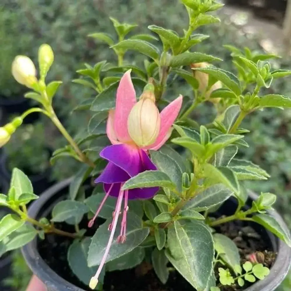 Fucsia 4