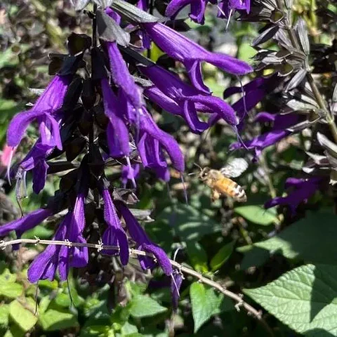 Salvia Amistad