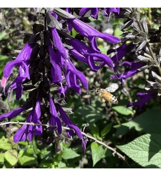 Salvia Amistad