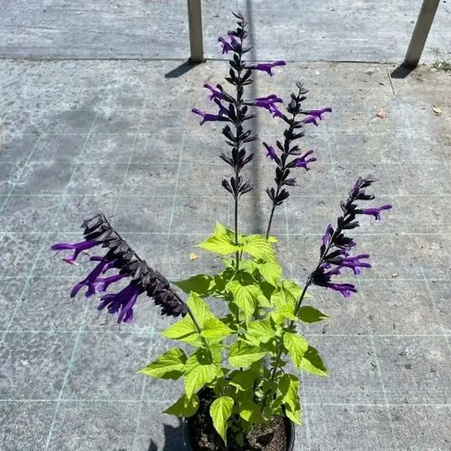 Salvia Amistad 2