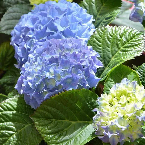 Hortensia Azul