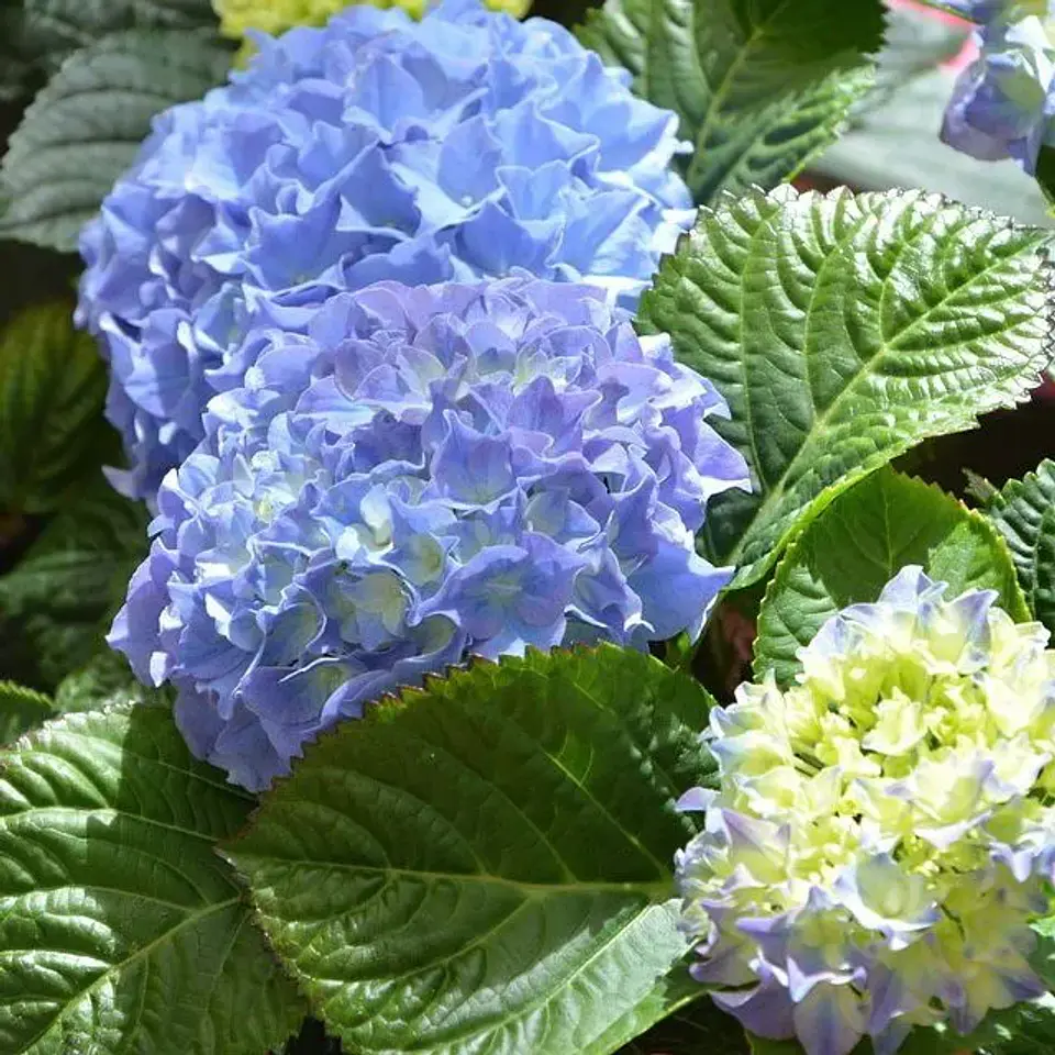 Hortensia Azul 1