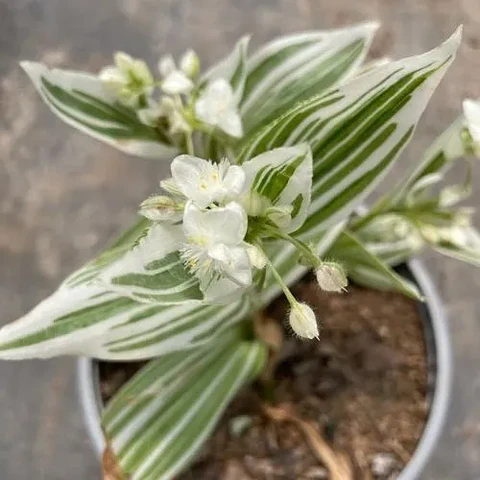 Tradescantia blanca