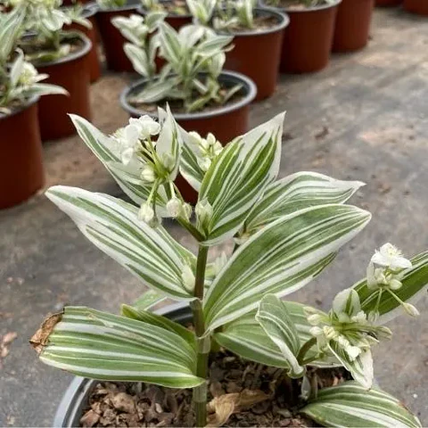 Tradescantia blanca