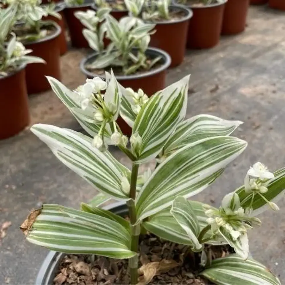 Tradescantia blanca 2