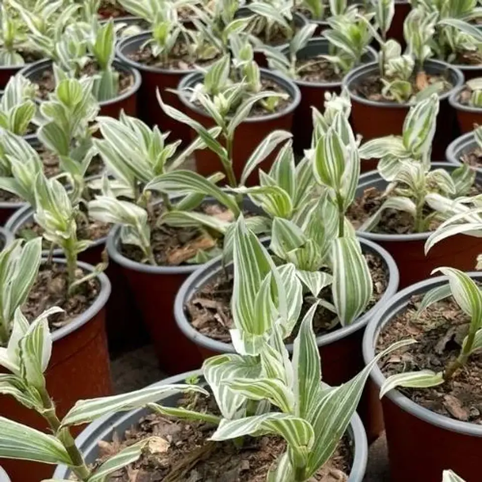 Tradescantia blanca 3
