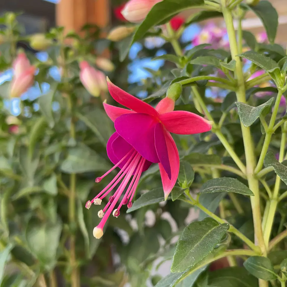 Fucsia 3
