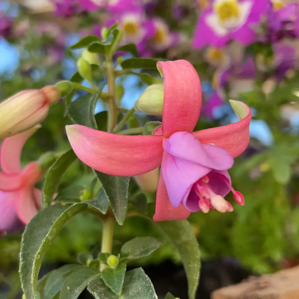 Fucsia 6
