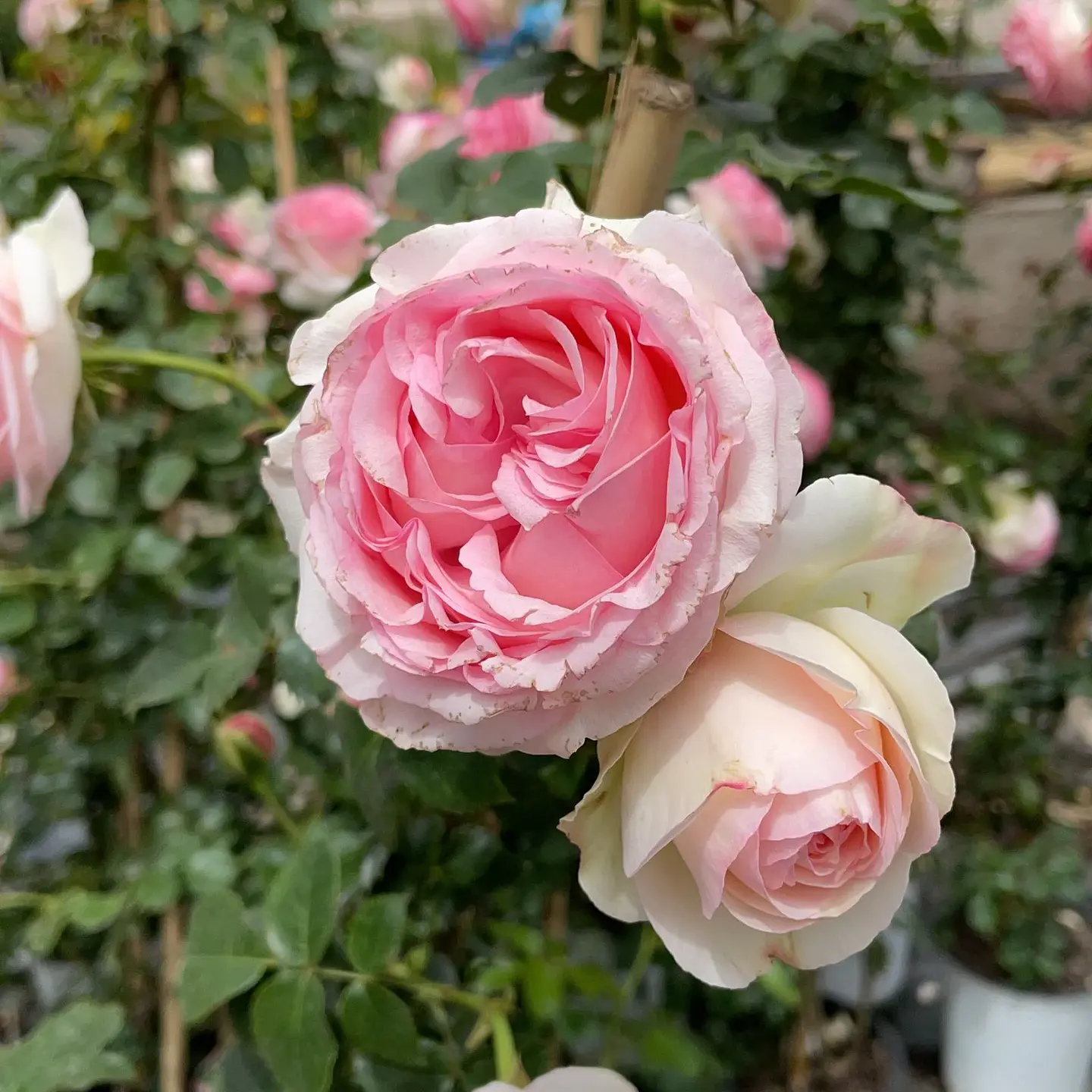 Rosal trepadora Pierre Rosnard 1