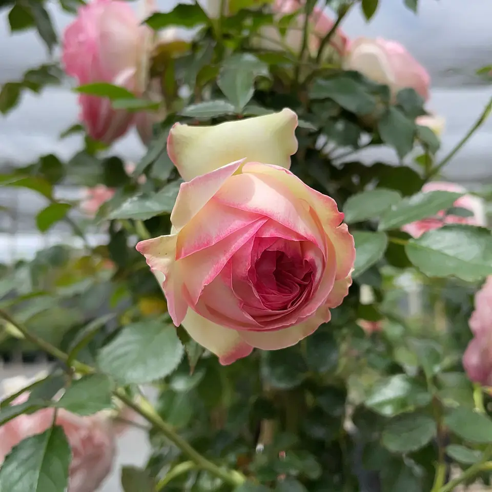 Rosal trepadora Pierre Rosnard 2