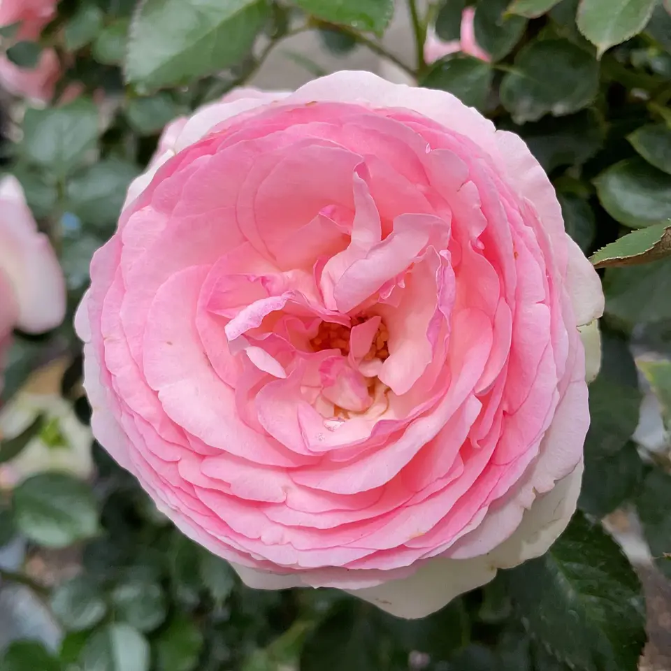 Rosal trepadora Pierre Rosnard 3