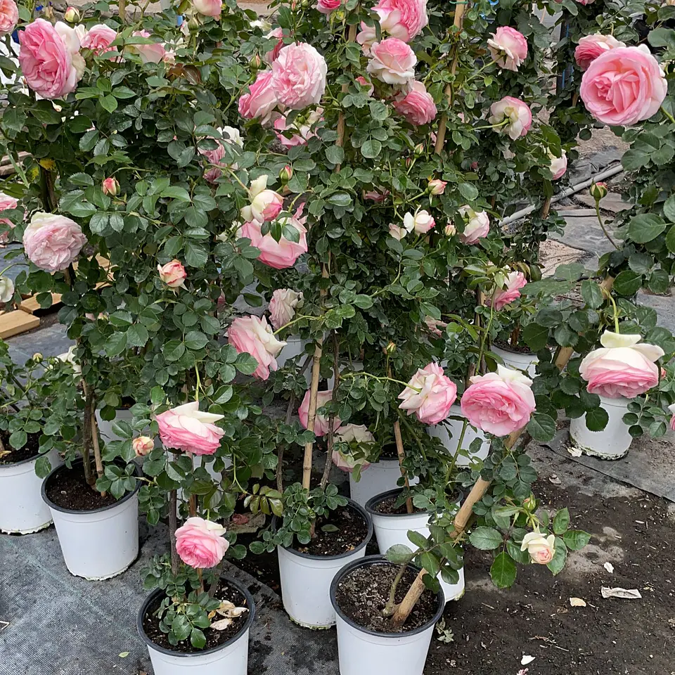 Rosal trepadora Pierre Rosnard 4