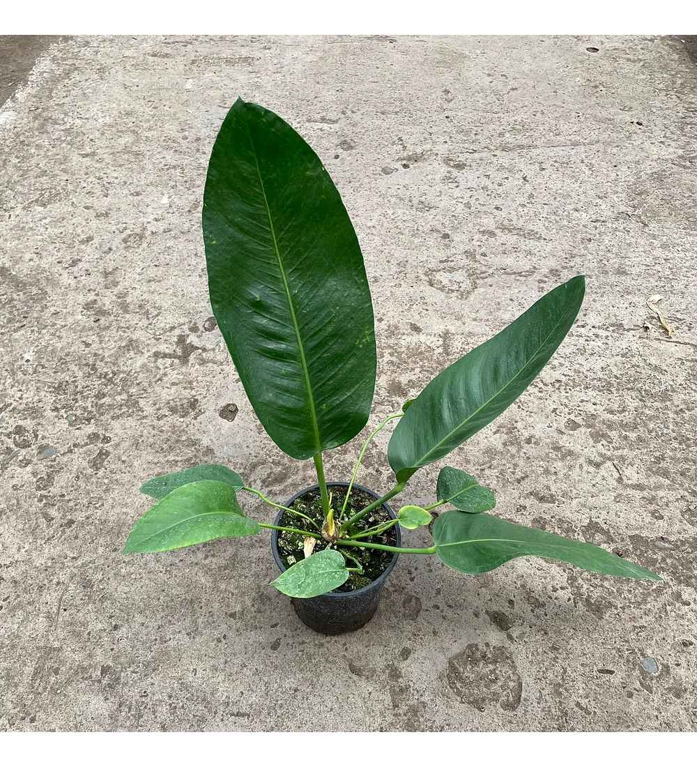 Anthurium coriaceum