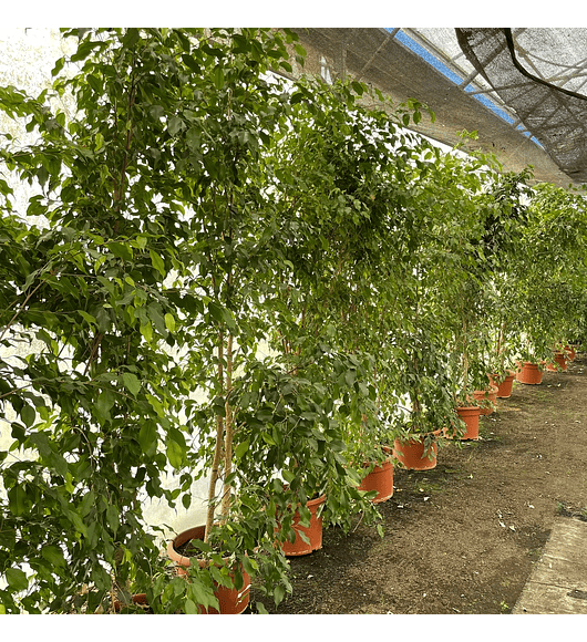 Ficus Golden Alto