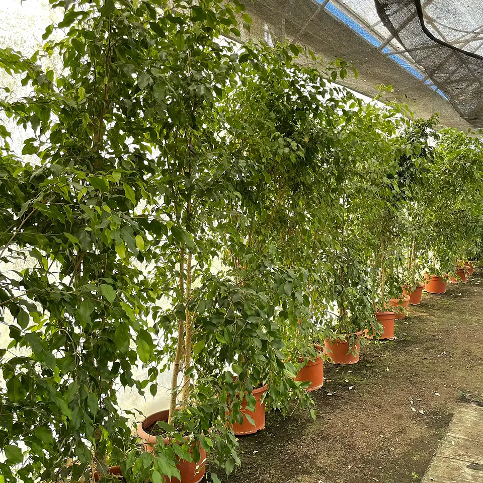 Ficus Golden Alto 1