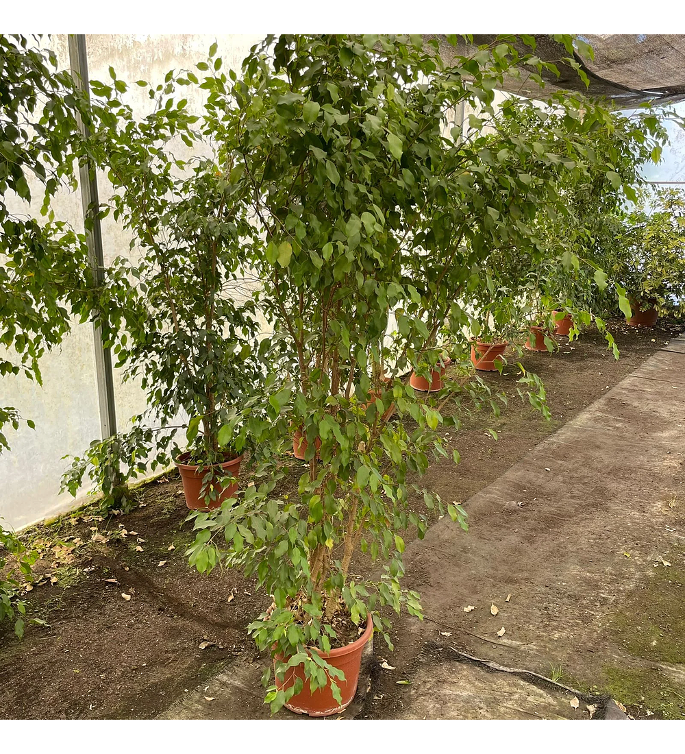 Ficus Golden Alto