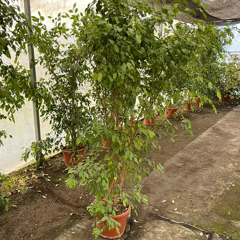 Ficus Golden Alto